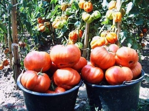 (Galerie Foto) Cântăresc circa 1,4 kg fiecare! Roșii GIGANTICE la Neamț 