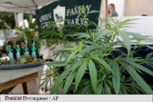 Nouă descoperire surprinzătoare despre MARIJUANA