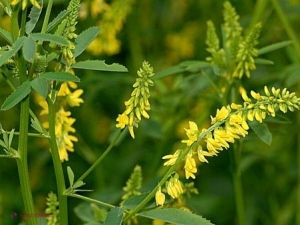Ce plante medicinale strângem la finele lunii august? 