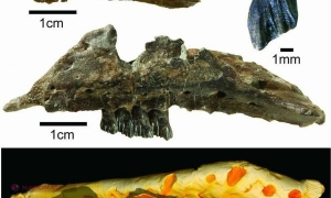 O nouă specie de dinozaur, DESCOPERITĂ: A trăit acum 125 de milioane de ani