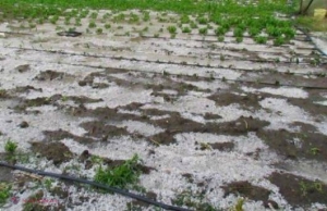 Veste bună pentru agricultorii afectați de calamitățile naturale