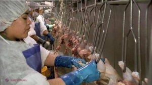 Ţara unde muncitorii din abatoare sunt forţaţi să poarte pamperşi pentru că NU au voie la toaletă