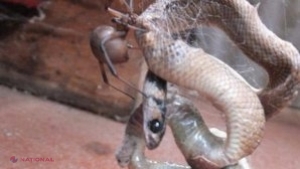 FOTO // Momentul TERIFIANT în care un şarpe, prins în pânza mortală a unui păianjen, este devorat