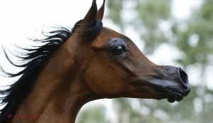 FOTO // În urma încrucişării excesive a raselor, o fermă din SUA a creat un cal care pare scos din desenele animate. Avertismentul specialiştilor