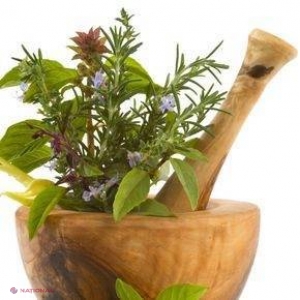 FOTO // TOP 10 antibiotice din PLANTE medicinale!