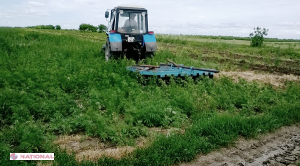 Un hectar de cânepă, depistat la frontiera moldo-ucraineană
