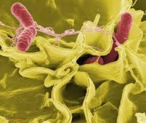 ATENŢIE! Salmonella locuiește în produse de primă necesitate