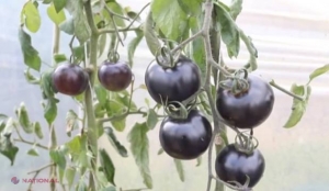 Roşia neagră, un nou soi de tomate creat în laborator. De ce este considerat un superaliment