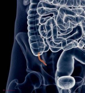 STUDIU // Apendicele, organ considerat „inutil”, ar avea un rol important 