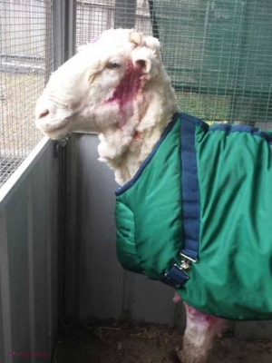 FOTO // Oaie descoperită după şase ani în SĂLBĂTICIE. Cei care au găsit-o au rămas muţi de UIMIRE