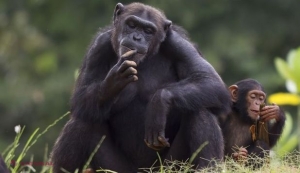 O DESCOPERIRE demonstrează adevărata ORIGINE a oamenilor, contrazicând teoriile anterioare lansate de Biserică! ''Suntem mult mai asemănători decât se credea anterior''