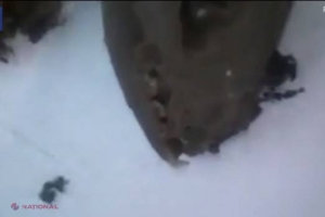 Un electrician a intrat într-o staţie electrică nedeschisă de 35 de ani. Creatura bizară pe care descoperit-o i-a lăsat pe cercetători fără cuvinte