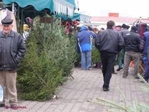 UTIL // Cum să ții bradul verde săptămâni în șir?