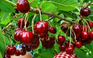 Câteva  motive ca să mănânci CIREŞE. Ce proprietăţi benefice au fructele-vedetă ale sezonului 