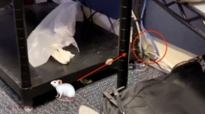 FOTO // Rumoare la Casa Albă, după ce un şoarece a căzut din tavan şi a stârnit panică printre jurnalişti