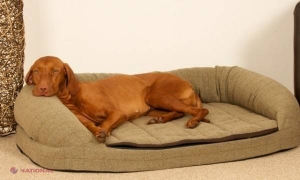 Ce efect are asupra somnului prezenţa unui câine în pat