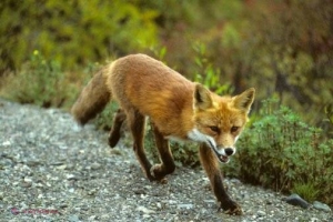 ALARMANT! Mai multe animale infectate cu RABIE în R. Moldova. Mii de persoane se adresează la medic după ce au fost mușcate în special de câini
