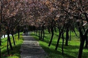 Când mortalitatea în rândul copacilor creşte, se întâmplă la fel şi la oameni