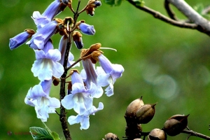 Afacere de succes a unui român. Arborele care îi aduce venituri de 30.000 de euro la hectar