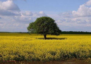 GALERIE FOTO // Copacul cu pagină de Facebook