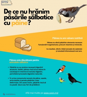 AVERTISMENTUL specialiștilor: NU hrăniți păsările cu PÂINE sau produse de patiserie. „Aceste alimente nu pot fi digerate de sistemul păsărilor sălbatice și le provoacă probleme grave”