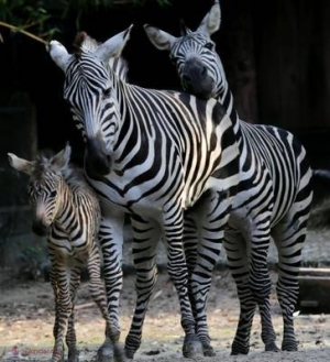 DE CE ARE ZEBRA DUNGI? Nu e banc, e pe bune! Cercetătorii au răspunsul 