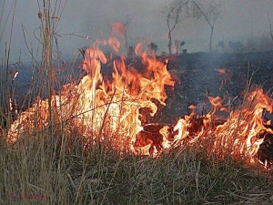 Sângera // A vrut să ardă iarba, dar și-a dat foc! 