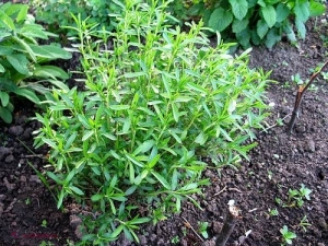 Nici nu bănuiai: Această plantă care crește în fiecare grădină din R. Moldova tratează OPT afecţiuni ale sezonului rece