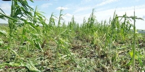 Peste 1500 de hectare de culturi agricole, distruse de grindină