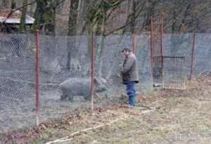 Pădurile cu imunitate ale lui Voronin