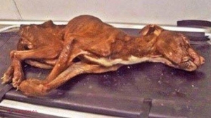 FOTO // Ce s-a întâmplat cu acest câine după ce stăpânul l-a ARUNCAT de la etajul 22! Minunile chiar există! 