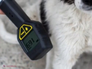 VIDEO // Cum arată câinii radioactivi ce au fost părăsiți în Chernobîl, la 32 de ani de la dezastrul nuclear!