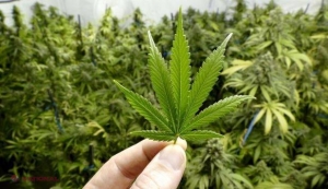 Un tratament bazat pe MARIJUANA are rezultate uimitoare asupra uneia dintre cele mai agresive forme de CANCER