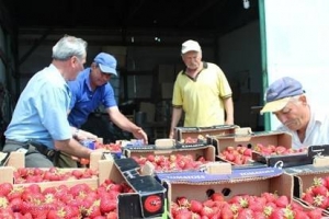 FOTO Căpșunarii din Criuleni au avut parte de o SURPRIZĂ! Un ministru le-a venit în ajutor