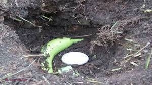 A îngropat un ou şi o banană în pământ. Motivul este incredibil!