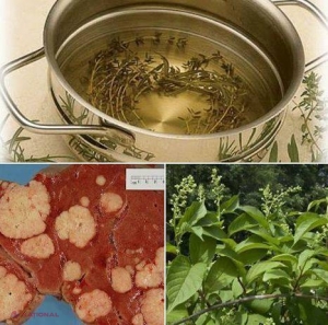 Niciun medic nu-ți VA SPUNE. Planta care TE VINDECĂ de cancer în 6 săptămâni