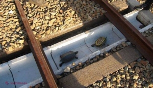 Metoda inedită găsită de japonezi pentru a salva broaştele ţestoase şi a evita accidentele feroviare