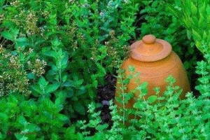 Mirodeniile Orientului, crescute ecologic în Moldova