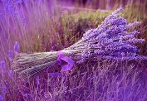 Nici nu BĂNUIAI: La ce e bună LAVANDA care crește în R. Moldova pe 600 de hectare
