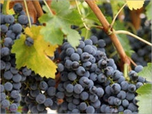 Calendarul agricol al lunii septembrie