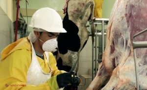 Incident ŞOCANT petrecut într-un abator. Un măcelar a început să tranşeze o carcasă de vacă, iar ce a urmat este ULUITOR