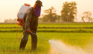 Comisia Europeană interzice un nou pesticid: Are efecte negative şi asupra albinelor şi bondarilor