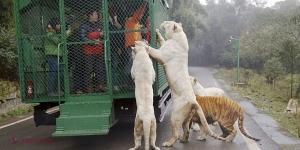 Cea mai scumpă grădină zoologică din lume. Pentru ce plătesc turiştii peste 1.000 de dolari pentru o vizită