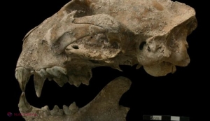 O nouă descoperire poate rescrie istoria uneia dintre cele mai importante CIVILIZAŢII PIERDUTE: erau mult mai EVOLUAŢI decât se credea anterior