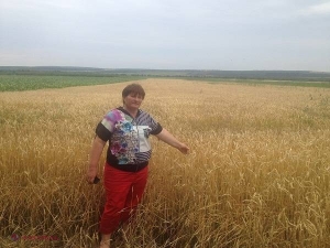 SECERIȘ // Spicul e bogat. Care sunt așteptările agricultorilor 