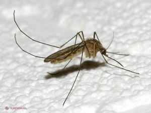 De ce suntem pișcați de țânțari? Cum aceste insecte își aleg victimele 