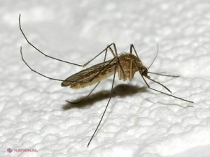 De ce suntem pișcați de țânțari? Cum aceste insecte își aleg victimele
