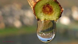 Lacrimile viţei-de-vie TE SCAPĂ DE 100 DE BOLI. Cum trebuie păstrate