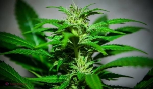 Statul care a legalizat consumul de marijuana în scopuri medicale