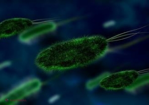 Bacteriile REZISTENTE la antibiotice ar putea fi DISTRUSE cu alte bacterii şi mai periculoase